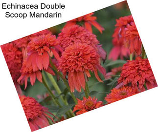 Echinacea Double Scoop Mandarin