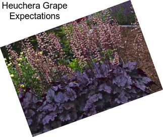 Heuchera Grape Expectations