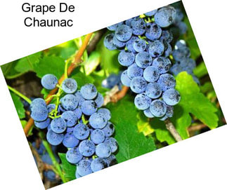 Grape De Chaunac