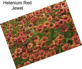 Helenium Red Jewel