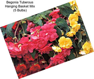 Begonia Tuberous Hanging Basket Mix (5 Bulbs)