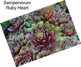 Sempervivum Ruby Heart