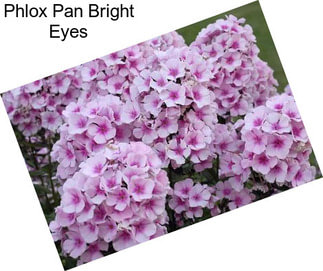 Phlox Pan Bright Eyes