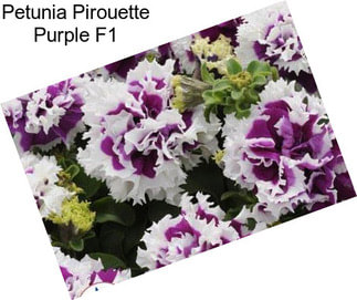 Petunia Pirouette Purple F1