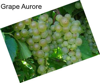 Grape Aurore