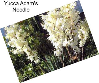 Yucca Adam\'s Needle