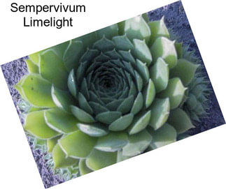 Sempervivum Limelight