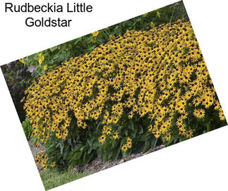 Rudbeckia Little Goldstar