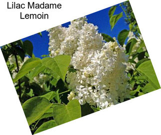 Lilac Madame Lemoin