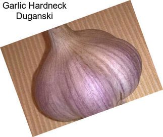 Garlic Hardneck Duganski