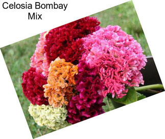 Celosia Bombay Mix