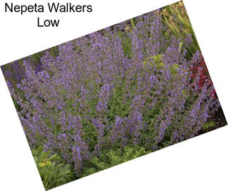 Nepeta Walkers Low