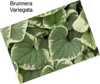 Brunnera Variegata