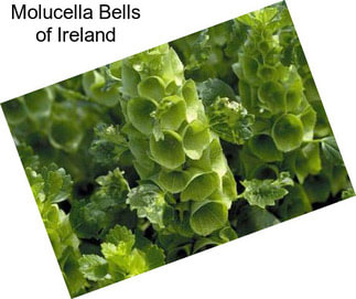 Molucella Bells of Ireland