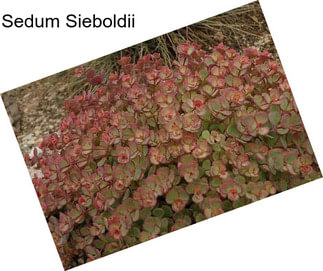 Sedum Sieboldii