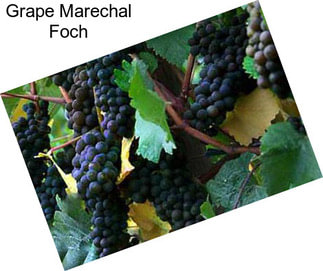 Grape Marechal Foch