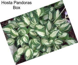 Hosta Pandoras Box