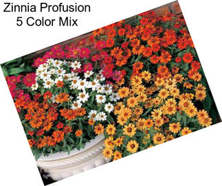 Zinnia Profusion 5 Color Mix