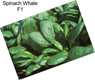 Spinach Whale F1