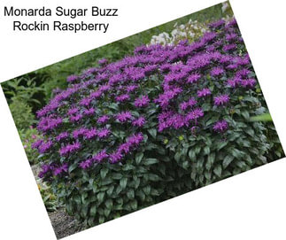 Monarda Sugar Buzz Rockin Raspberry