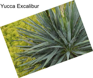 Yucca Excalibur