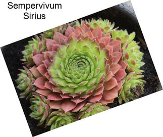 Sempervivum Sirius