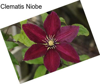 Clematis Niobe