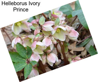 Helleborus Ivory Prince