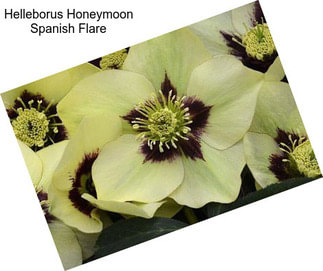 Helleborus Honeymoon Spanish Flare