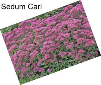 Sedum Carl