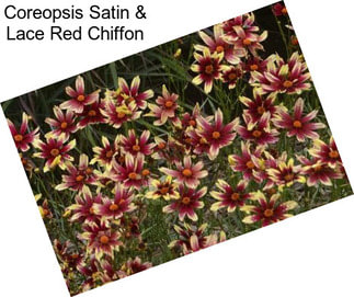 Coreopsis Satin & Lace Red Chiffon