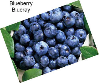 Blueberry Blueray