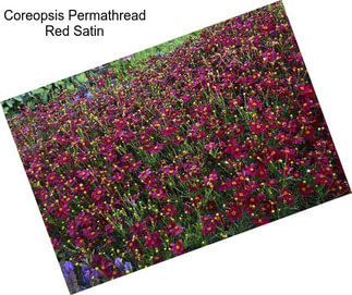 Coreopsis Permathread Red Satin