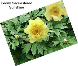 Peony Sequestered Sunshine