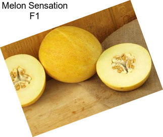 Melon Sensation F1