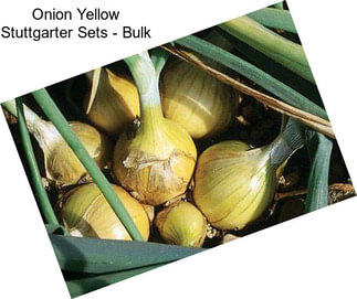 Onion Yellow Stuttgarter Sets - Bulk