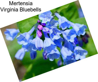 Mertensia Virginia Bluebells