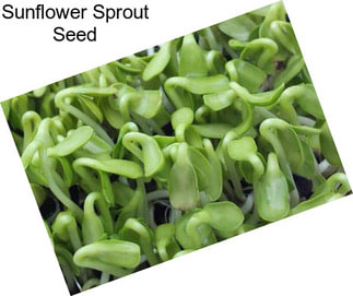 Sunflower Sprout Seed