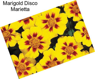 Marigold Disco Marietta