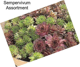 Sempervivum Assortment