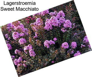 Lagerstroemia Sweet Macchiato