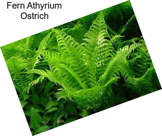 Fern Athyrium Ostrich