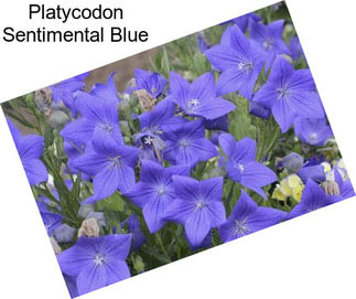 Platycodon Sentimental Blue