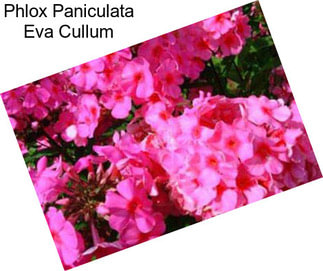 Phlox Paniculata Eva Cullum