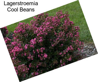 Lagerstroemia Cool Beans