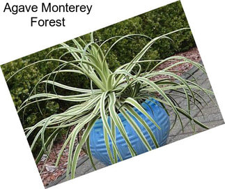 Agave Monterey Forest