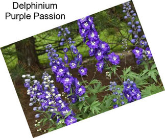 Delphinium Purple Passion