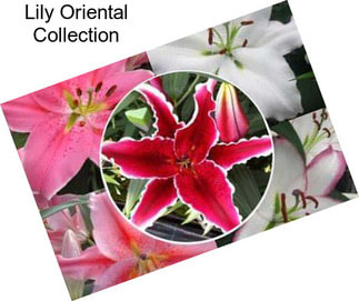 Lily Oriental Collection