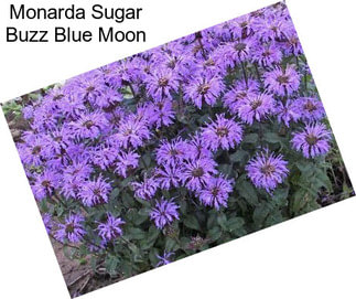 Monarda Sugar Buzz Blue Moon