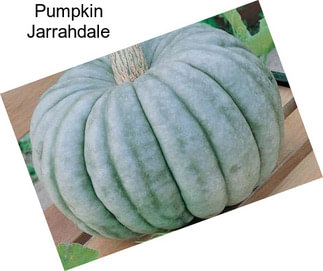 Pumpkin Jarrahdale